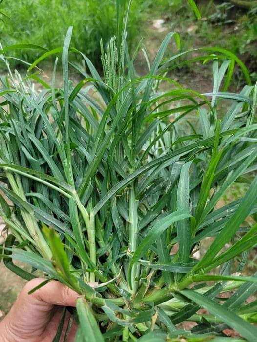 Health Benefits of Goosegrass in Traditional Medicine: Health Benefits,  Uses, Recipe, and Potential Side Effects – Health Tips | Health Blog |  Health News | Health Awareness Blog