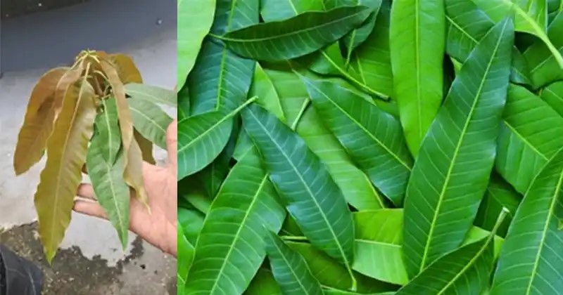Mango Leaves: Unlocking the Hidden Powerhouse of Nutrients – Health Tips |  Health Blog | Health News | Health Awareness Blog